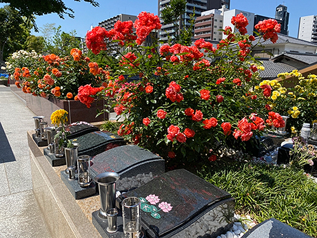 浄国寺のバラの樹木葬 全景写真